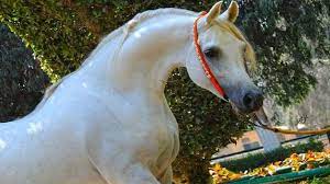 الحصان العربي المصري الأصيل الأسطورة تجويد طاووس الزهراء من أجمل الخ horses horse coloring arabian horse