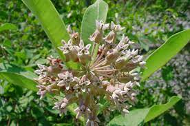 The flowers are a nectar source for many butterflies and insect pollinators. Asclepias Syriaca Common Milkweed Plant Gallery Nc Native Plant Society
