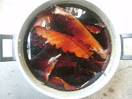Hi Everyone Can I Use These Talisay Leaves For My Aquarium It Looks My Aquarium Club