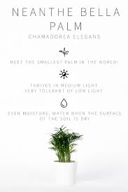 They like light, so bright light is good, but not direct light. Master List Of Low Light Indoor Plants Vintage Revivals