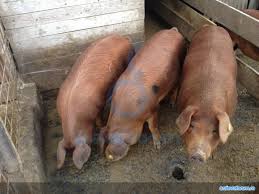 Gamă largă, in credit și rate, ⏰reduceri si promotii de la вigshop.md. Fermierii Au Scos Porcii La Vanzare Cat CostÄƒ Anul Acesta Kilogramul Stiri Din Craiova Si Oltenia