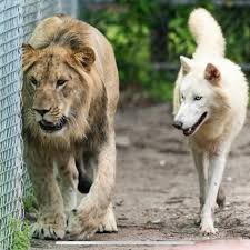 Big cat habitat and gulf coast sanctuary. Kingston And Ghost Enjoying A Leisurely Big Cat Habitat Gulf Coast Sanctuary Facebook