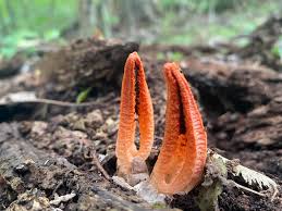 Image result for Pseudocolus schellenbergiae