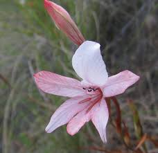 Image result for Tritonia