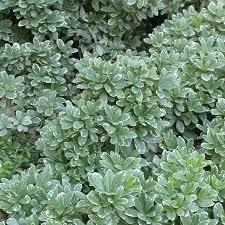 Image result for Pittosporum