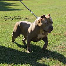 Pups are currently 7 weeks old. Xxl Biggest Best Extreme Pitbulls American Bully Breeder Kennel Tri Puppies For Sale Massive American Bully