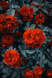 We did not find results for: 200 000 Best Beautiful Background Photos 100 Free Download Pexels Stock Photos