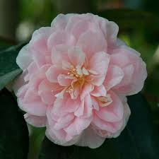 Camellia Japonica Incarnata Aka Lady Hume S Blush Imported From China To U K In 1806 Camelia