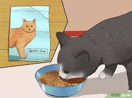We did not find results for: How To Clean A Cat S Teeth With Pictures Wikihow