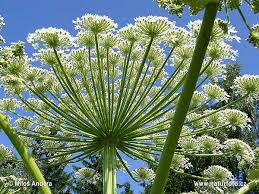 One of these is the panace of mantegazza or of mantegazzi or giant hogweed (heracleum mantegazzianum) whose name was a tribute from botanists emile levier and stephane. Panace Di Mantegazza Foto Immagini