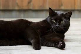 Bombay Cat Black American Shorthair Cat Bombay Cat Photo Bombay Cat Burmese Cat Purebred Cats Cat Breeds
