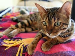 Find kittens for sale in cats & kittens for rehoming | 🐱 find cats and kittens locally for sale or adoption in ontario : 10 Top Non Shedding Cat Breeds Care Com