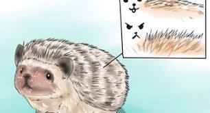 Shop for hedgehog at bed bath & beyond. How To Bathe A Hedgehog 12 Steps With Pictures Wikihow