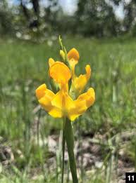 Image result for Disa walleri