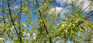 Image result for Rawsonia lucida