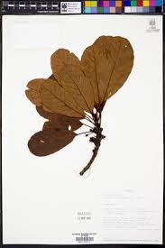 Image result for Uapaca guineensis