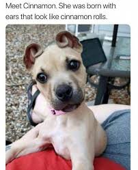 Cute Baby Animals That Are Easy To Draw Cuteanimalsbabypuppies Baby Animals Funny Cute Animals Funny Animal Memes