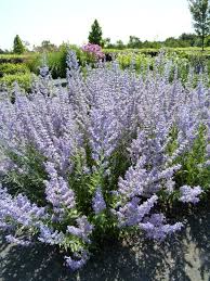 Image result for Perovskia atriplicifolia lacey blue lisslitt photo