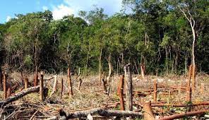 La deforestación es la pérdida de bosques y selvas debido al impacto de actividades humanas o causas naturales. En Mexico 2 5 Millones Menos De Hectareas De Bosques A Pesar Del Compromiso Deforestacion Tasa Cero En 2030 Desinformemonos