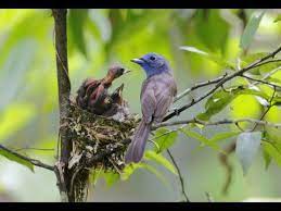 How To Feed A Baby Bird That Fell Out Of The Nest Youtube With Images Baby Bird Birds Baby Feeding