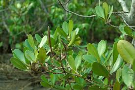 Image result for Ceriops