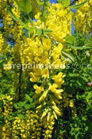 Dánae ilustra el momento en que júpiter la posee en forma de lluvia de oro. Laburnum Anagyroides Lluvia De Oro Compra Semillas En Rarepalmseeds Com