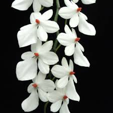 Image result for Eulophia leachii