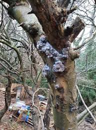 Image result for Erianthemum virescens