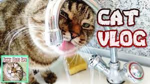 pin on cat vlogs