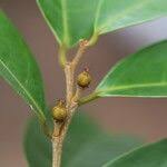 Image result for Cleistanthus polystachyus