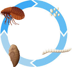 Description:advanced management services of illinois, llc is a multifaceted service based company proudly offering an. Prowess Pest Control Birmingham Hoover Alabama Pest Control