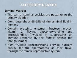 Ppt Accessory Glands Powerpoint Presentation Free Download Id 2176486