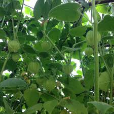 Image result for Physalis peruviana