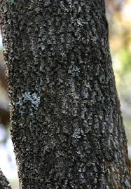 Image result for Dovyalis zeyheri