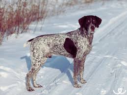 Image result for německý ohař krátkosrstý