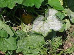 Check spelling or type a new query. Powdery Mildew Of Cucurbits Umn Extension