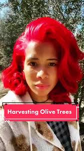 Farm update for you guys. Harvesting my olive grove. 🫒Who else out there  is gardening, harvesting? #kelis #fypシ #fyp #newyear #farmlife #farm
