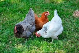 Sistemas de producción avícola y alojamiento en gallinas ponedoras