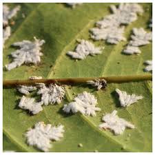Image result for Mealybug cucumber