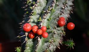 Image result for Viscum obscurum