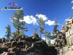 Pin On Tips Chihuahua