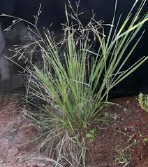Image result for Agrostis lachnantha