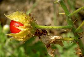 Image result for Solanum sisymbriifolium