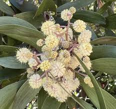 Image result for Acacia