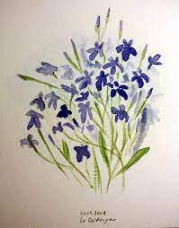 Lobelia 23 05 2009 Flower Drawing Flower Art Flower Painting