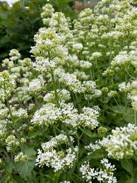 Image result for Centranthus