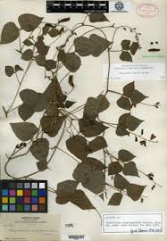 Image result for Rhynchosia pseudoteramnoides