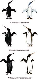 Reconstruction Of Three Weddellian Penguins Standing With Preserved Elements From Mlp Museo De La Plata Specimens Cro Reconstruction Penguins Extinct Birds
