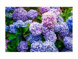 Purple Hydrangea Flowers Art Print By Newburyboutique Hydrangea Purple Hydrangea Flower Hydrangea