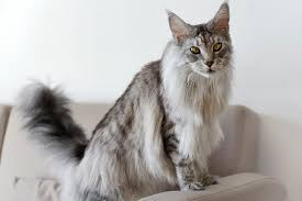 ‪Top 10 Large Domestic Cat Breeds‬‏